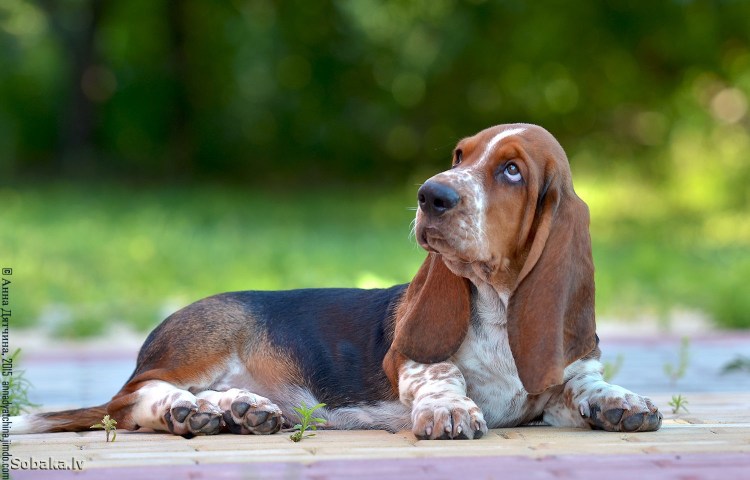 Ушастый Бассет-хаунд