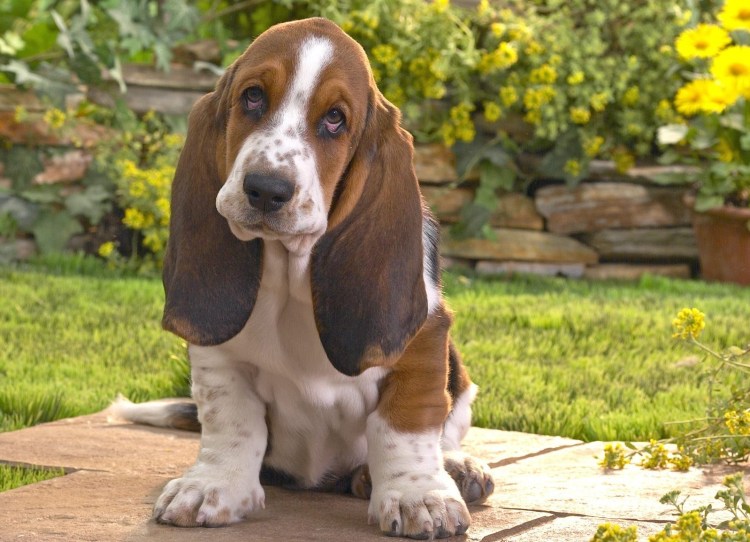 Бассет хаунд