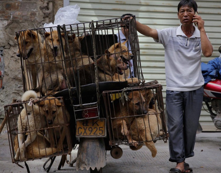 Фестиваль собачьего мяса в Китае