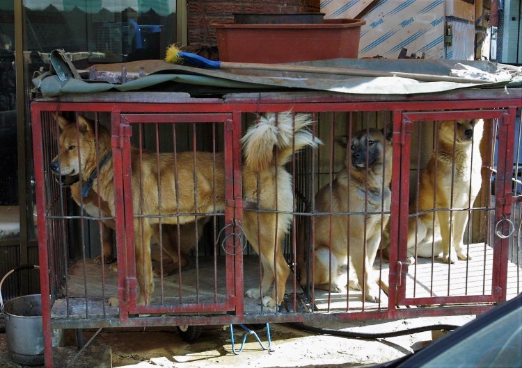 Нуреонги порода собак