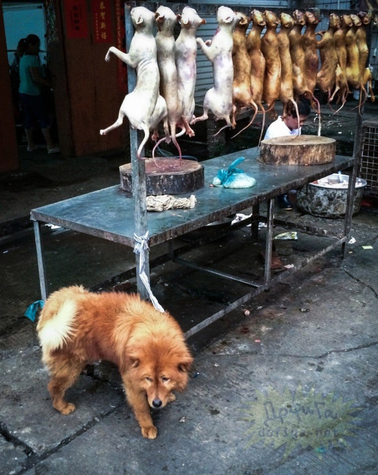 Северокорейские собаки большие