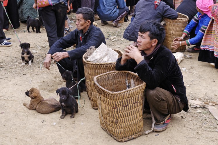 Фестиваль собачьего и кошачьего мяса