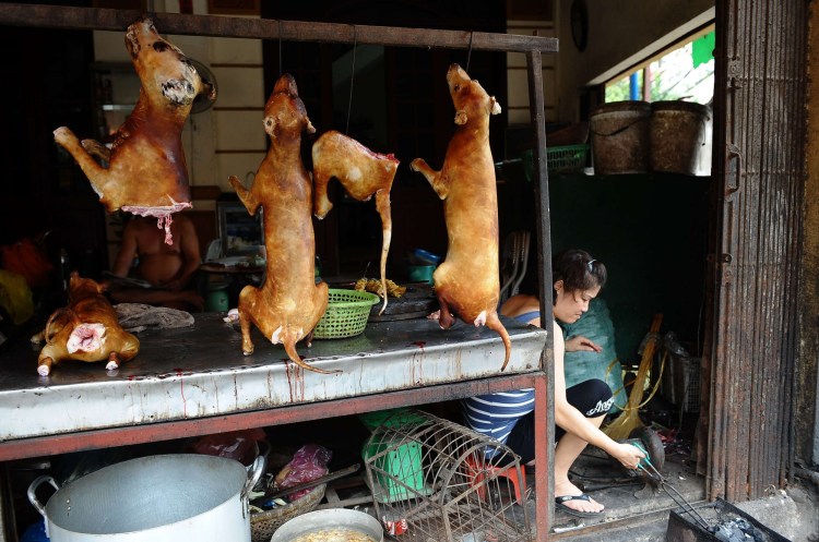 Вьетнамская собака