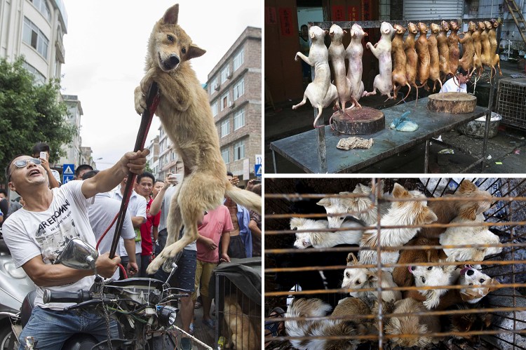 Фестиваль поедания собак и собачьего мяса в Китае