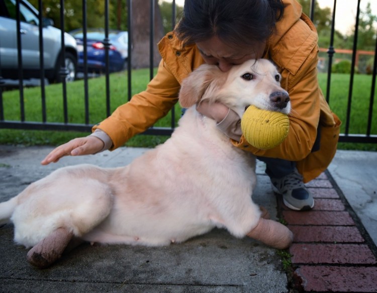 Рынок собачьего мяса в Южной Корее