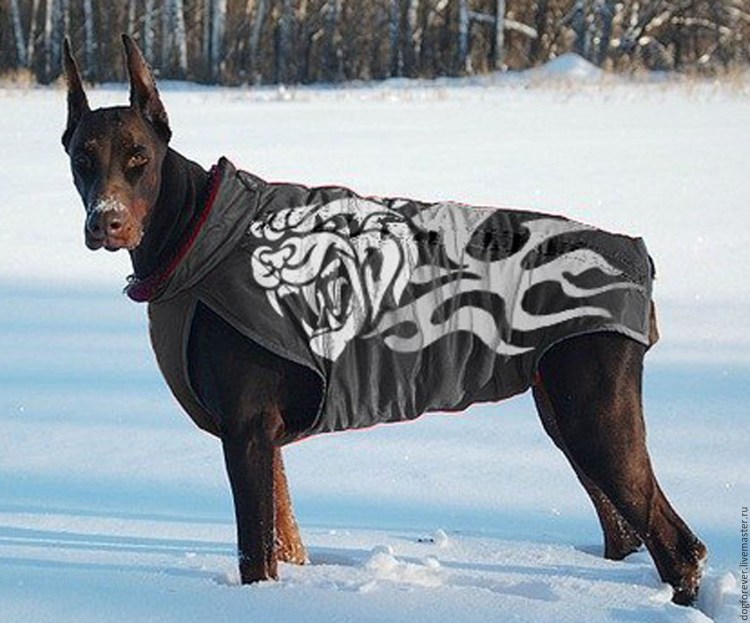 Balenciaga Доберман