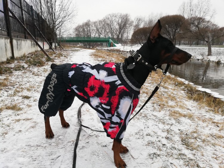 Доберман поводырь