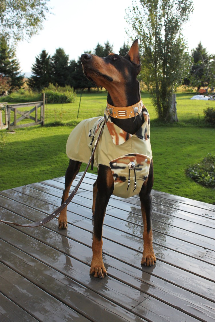 Доберман European