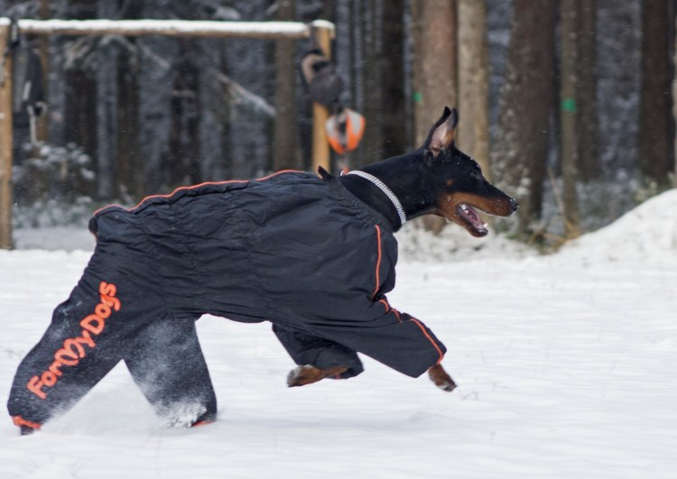 Одежда для собак Доберман