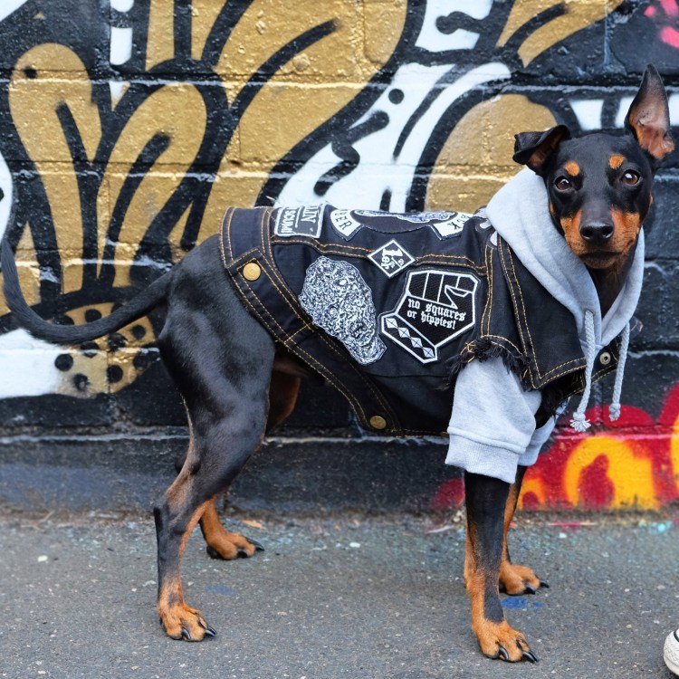 Пес в капюшоне