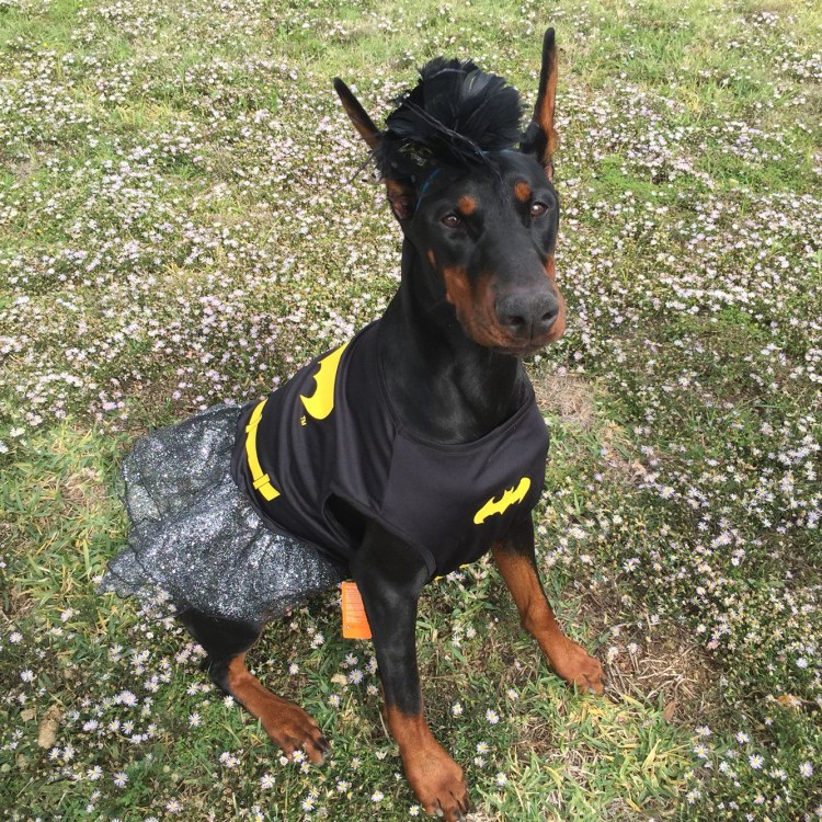 Комбинезон для добермана