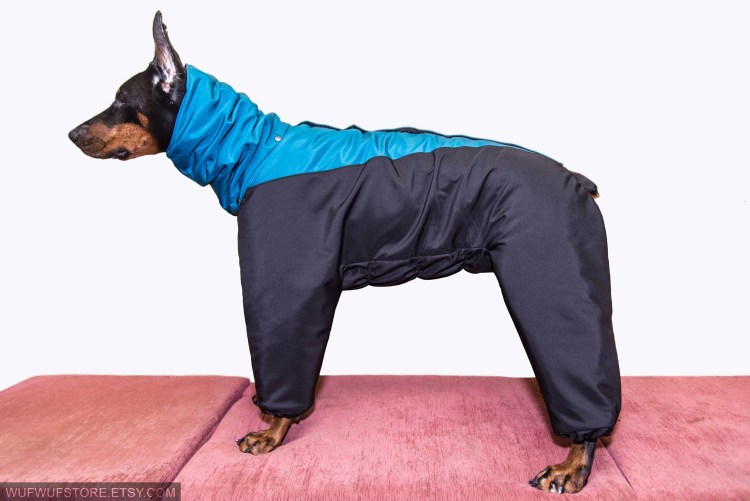 Доберман в капюшоне
