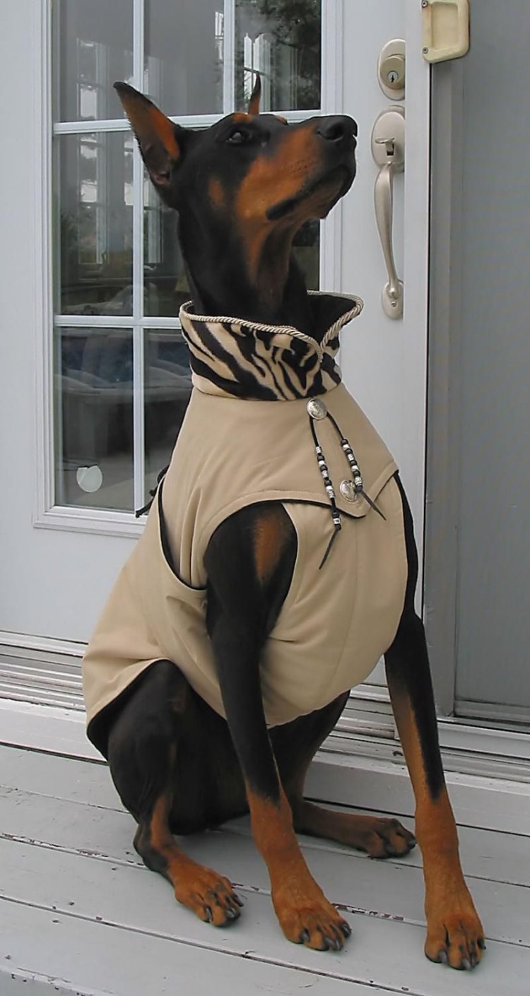 Доберман пинчер одежда в