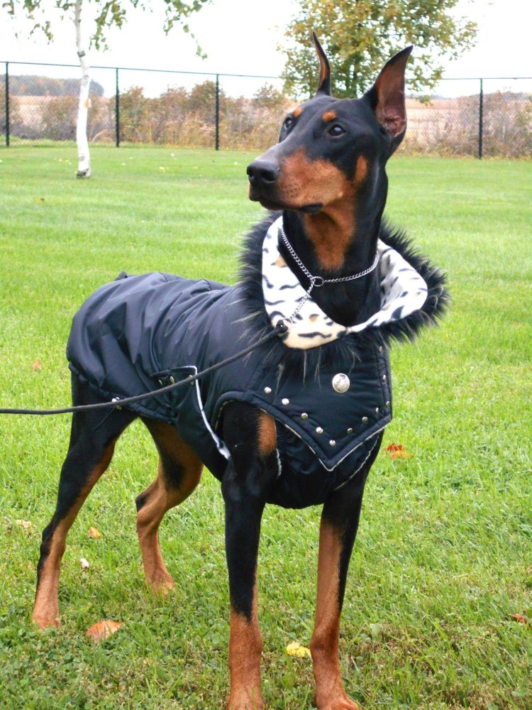 Одежда для собак Доберман