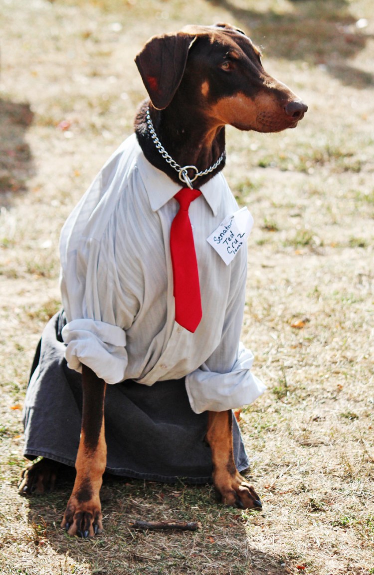 Доберман в костюме