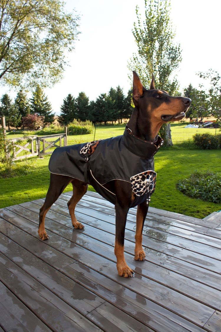 Доберман пинчер полиция