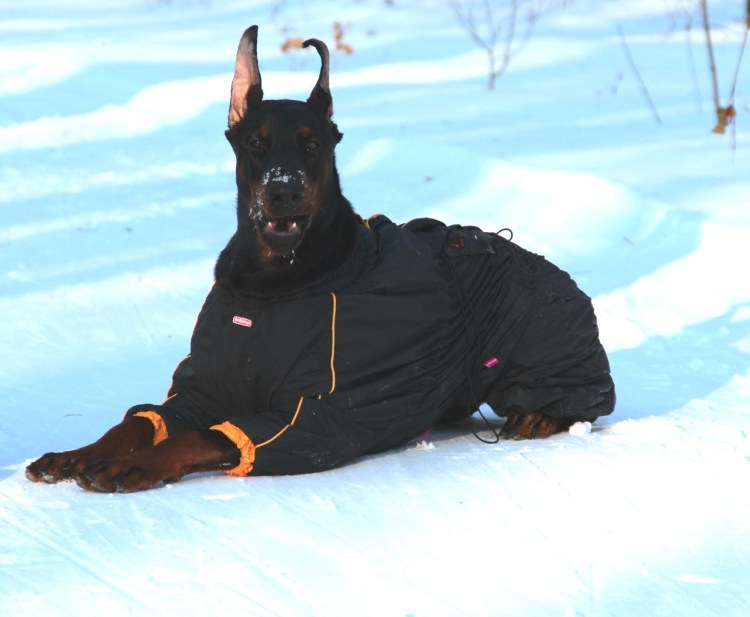 Попонки для добермана