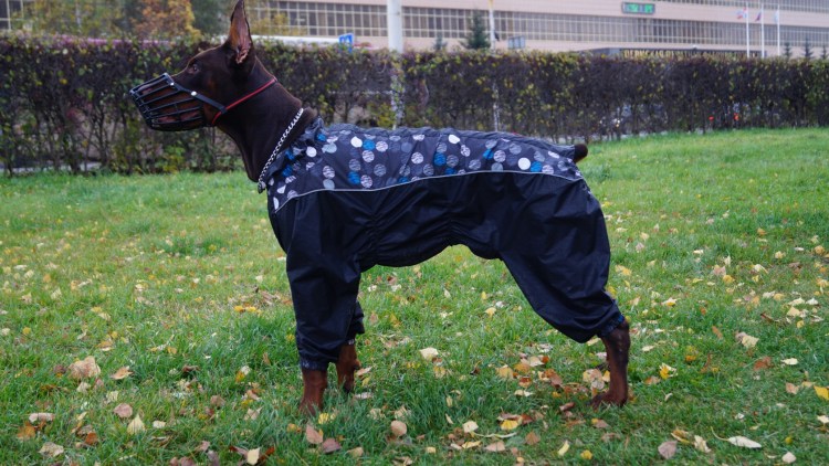 Одежда для собак Доберман