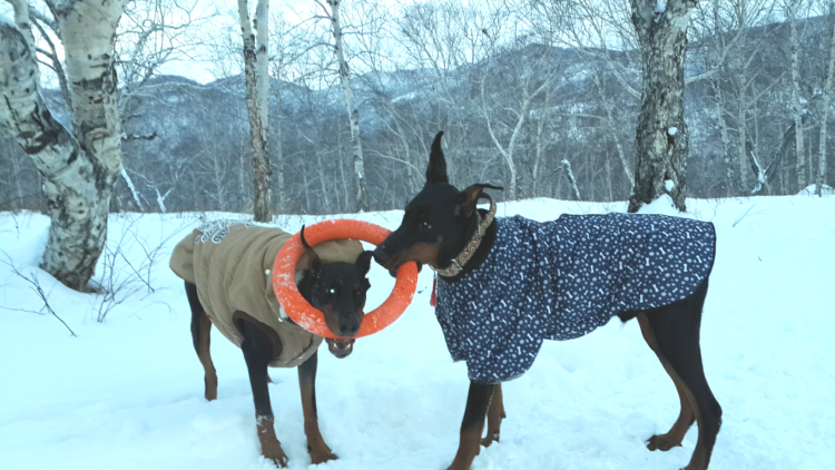 Водная одежда для доберманов