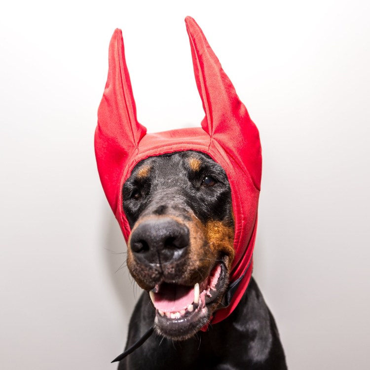 Шапка для добермана