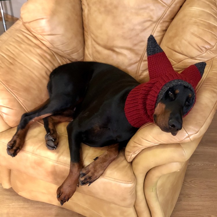 Попона для добермана