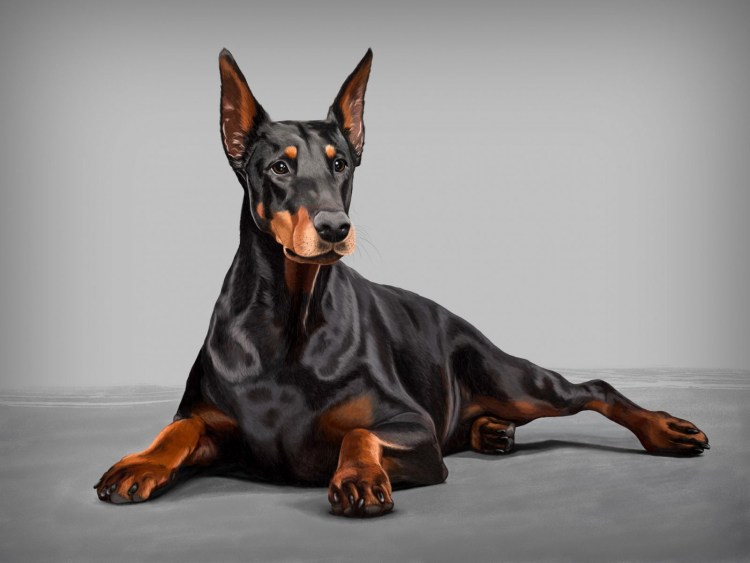 Dog boxy шлейка тактическая