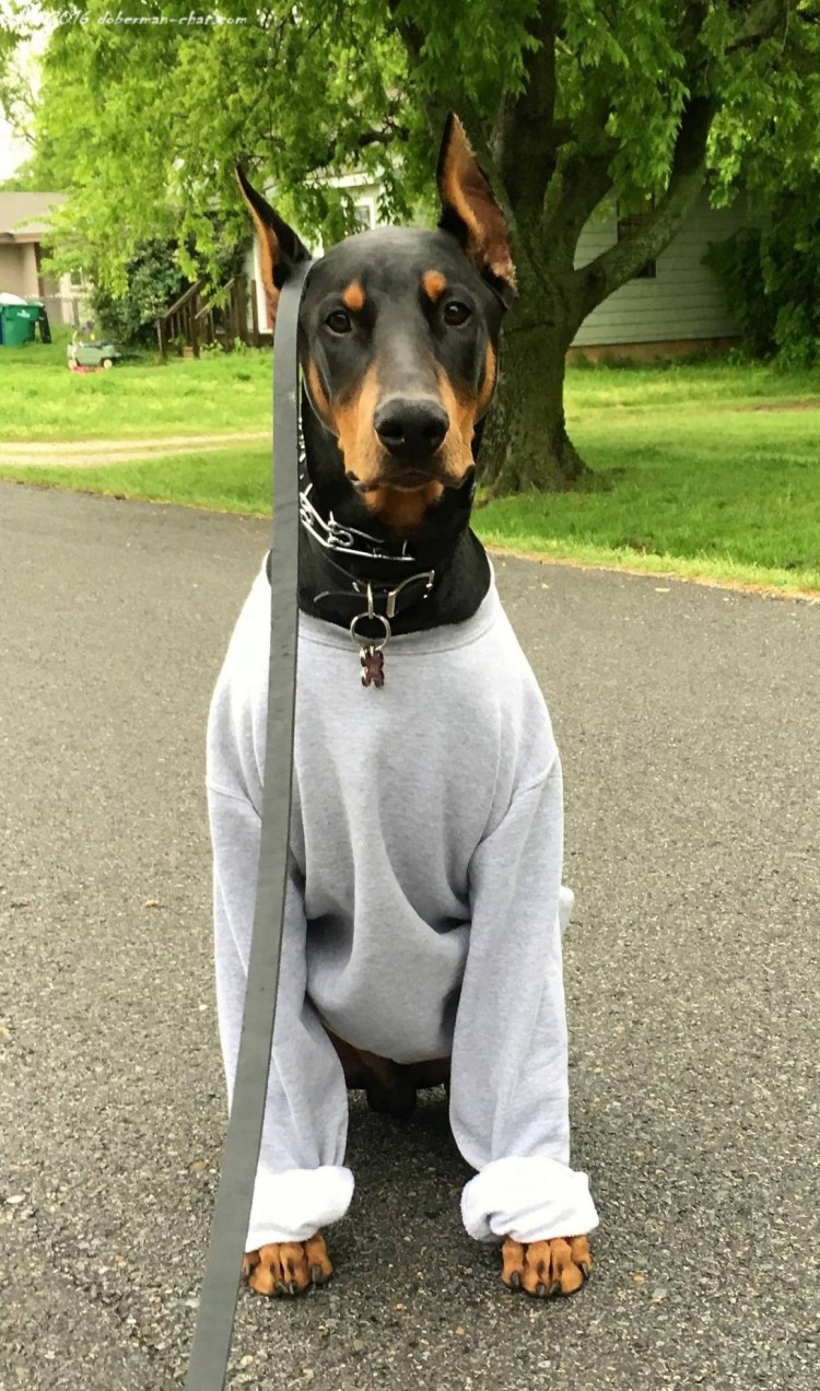 Доберман милый