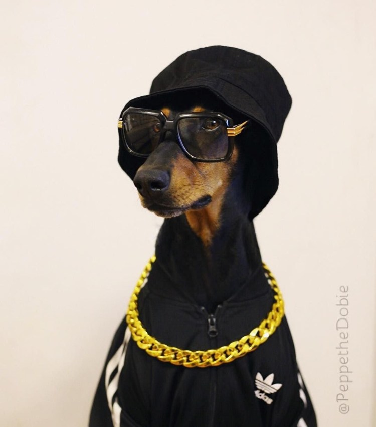 Комбез для собак доберманов