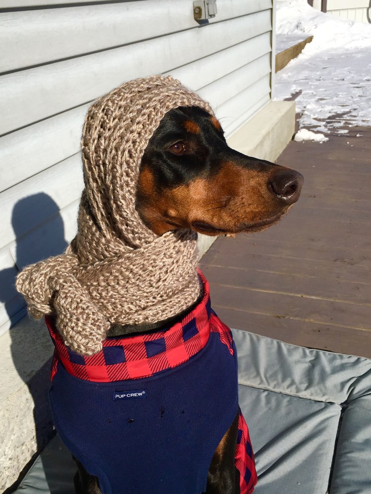 Доберман Баленсиага