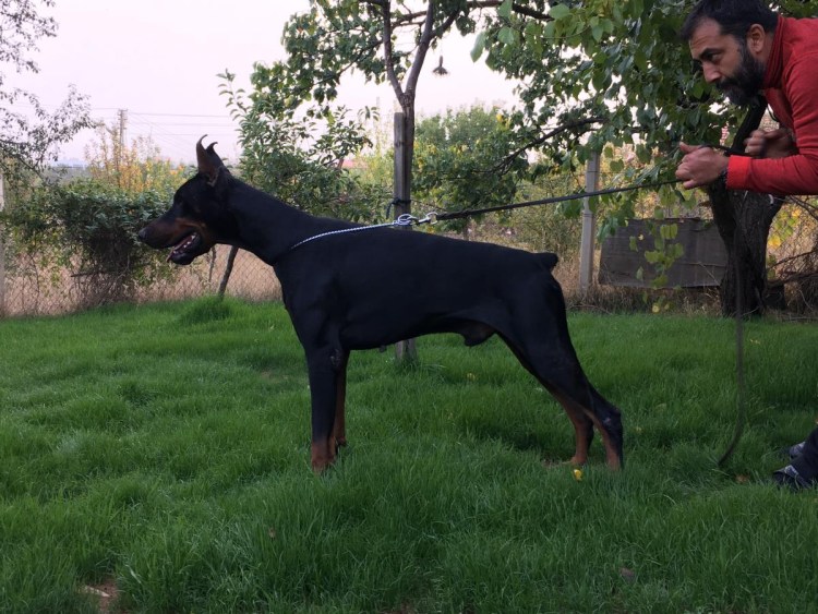 Собака Доберман в костюме