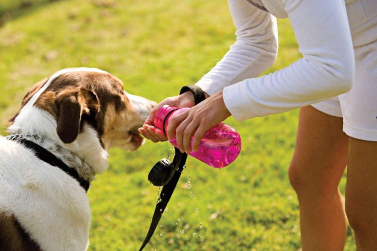 Животные с пивом