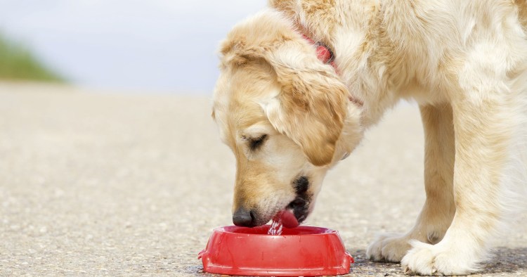 Собака пьет воду
