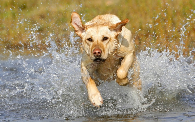 Собака пьет