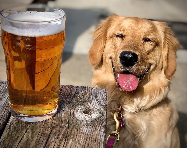 Собаки в замедленной съемке