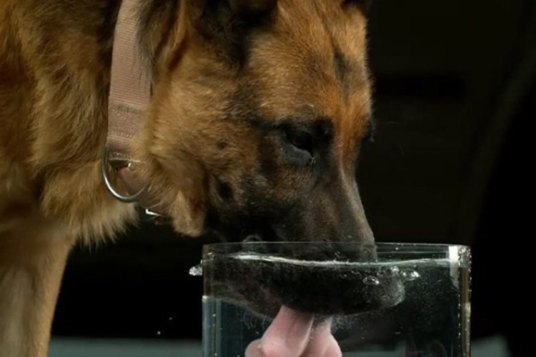 Собака пьет бульон.