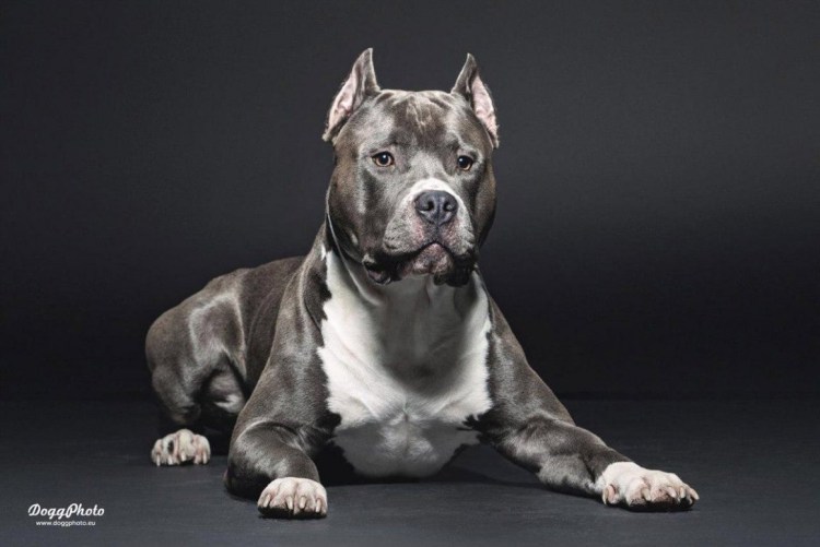 Американский стаффордширский терьер сука