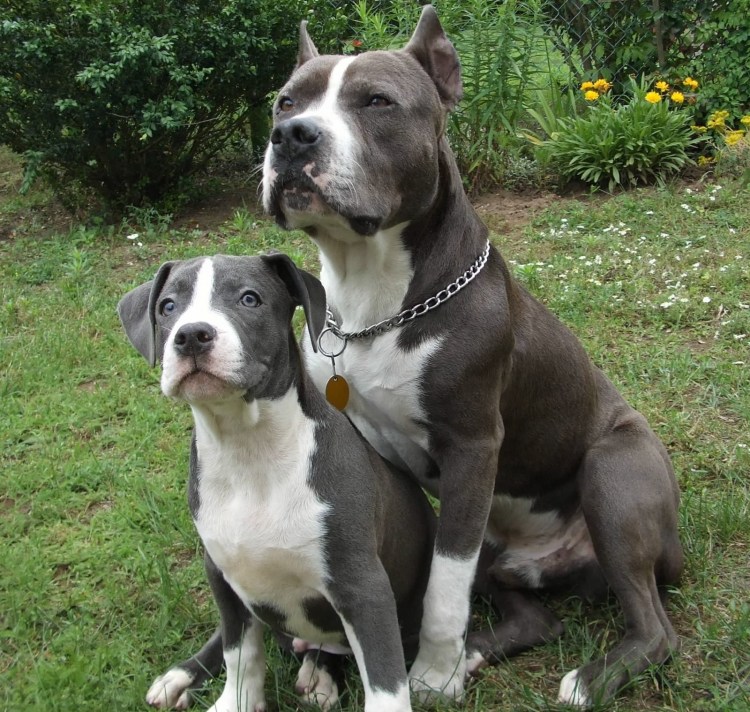 Американский стаффордширский терьер серый