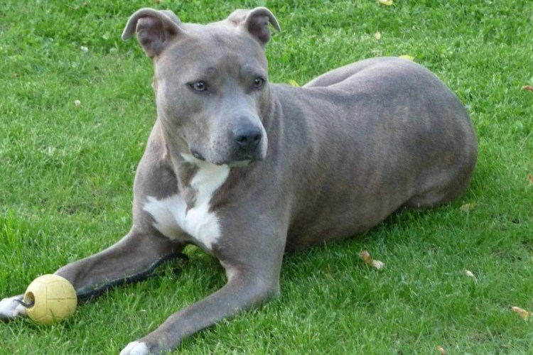 Американский стаффордширский терьер голубой