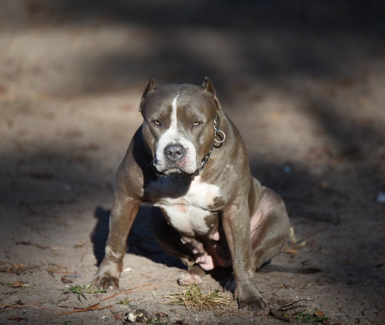 Американский терьер