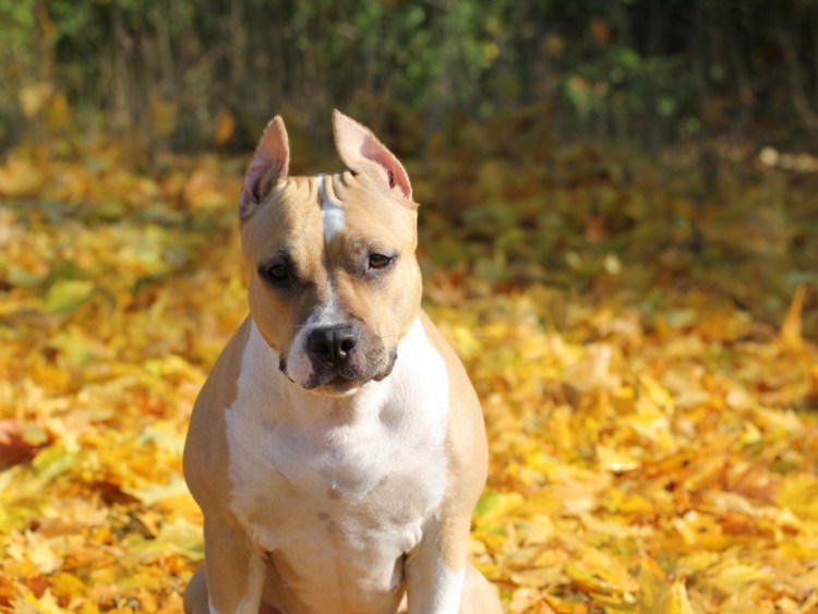 Американский питбультерьер серый