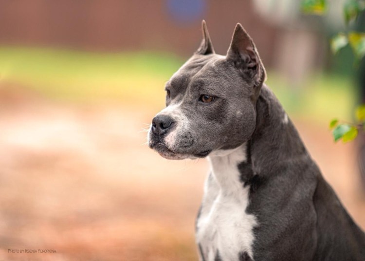 Американский стаффордширский терьер серый