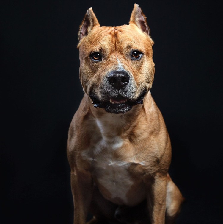 Стаффордширский терьер серый окрас