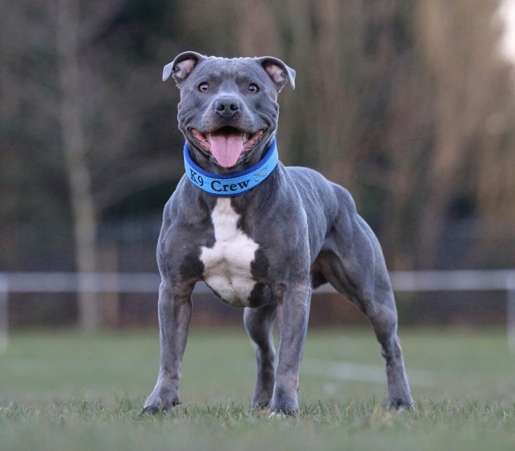 Американский стаффордширский терьер голубой