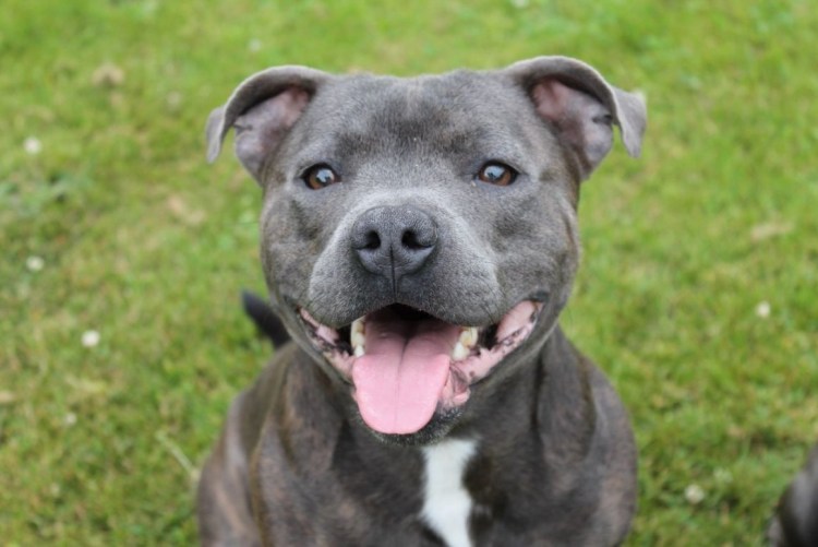 Стаффордширский терьер лиловый