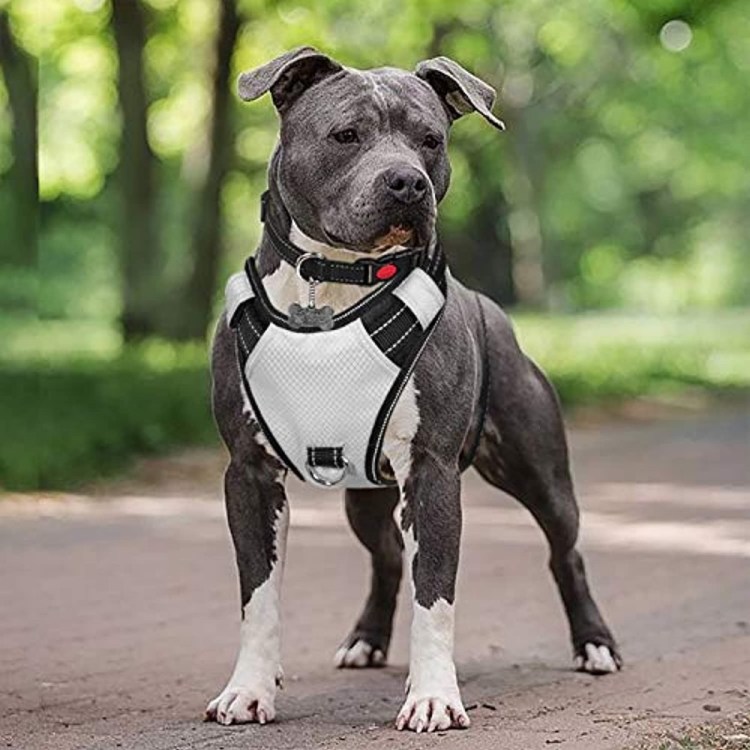 Стафф терьер голубой