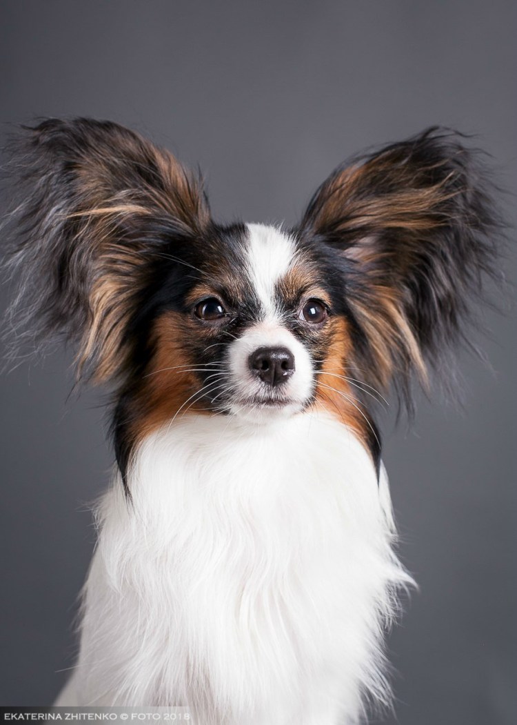 Папильонка собака