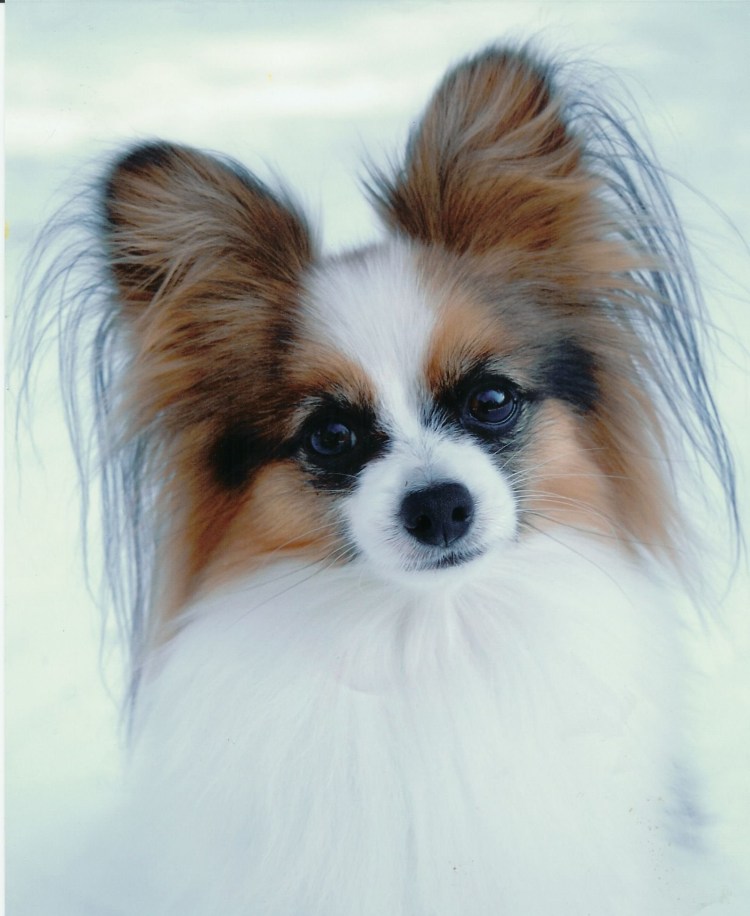 Папильон (континентальный той-спаниель)