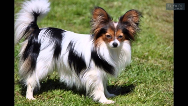 Порода собак Папильон