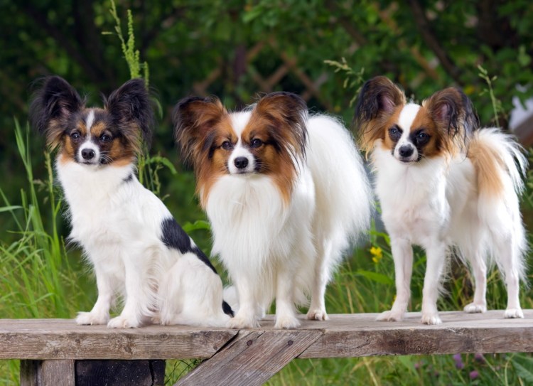 Папильон (континентальный той-спаниель)