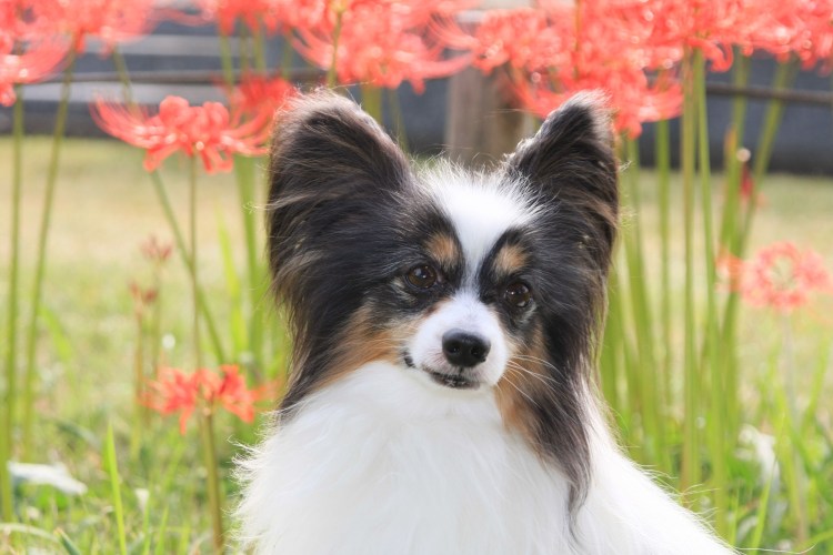 Порода собак Папильон